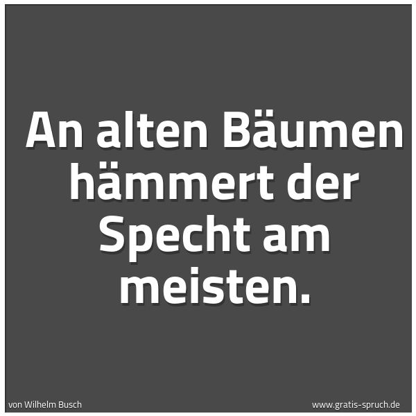 Quadratisches Spruchbild: An alten Bäumen hämmert der Specht am meisten.