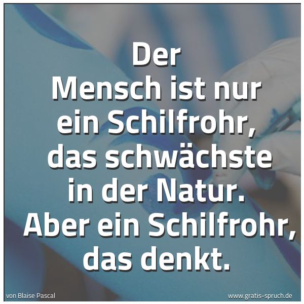 Quadratisches Spruchbild: Der Mensch ist nur ein Schilfrohr,  das schwächste in der Natur.  Aber ein Schilfrohr, das …